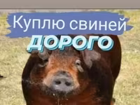 Babi betina, Pigs — foto 1