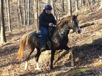 Horse (M), Rocky Mountain Horse — photo 1