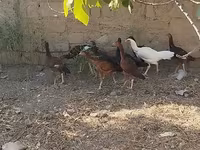 مالینز — عکس 8