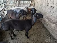 Beran, Rhon sheep — foto 6