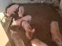 Babi betina — foto 2