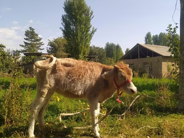 Kuh, Simmental cattle