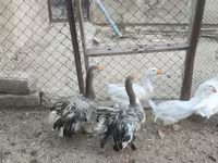 Geese — fotografija 5