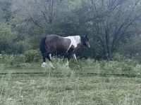 Cavalo, Cavalos — foto 6
