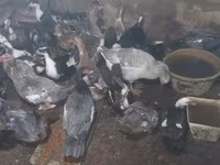 домашна мускусна патица — снимка 1