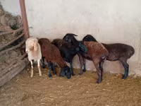 Ido, Sheep — sawirka 3