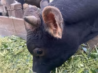 Tyre, Swiss cattle — foto 1