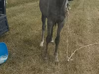 Άλογο, Thoroughbred horse — φωτογραφία 7