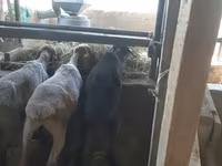 암양, 양 — 사진 3