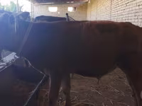 Bull, Cattle — photo 1