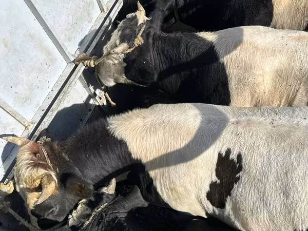 Tjur, Holsteinrasen — Moldavien