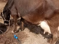 Lembu betina, Cattle — foto 5