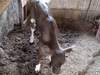 गाय, Simmental cattle — फ़ोटो 3