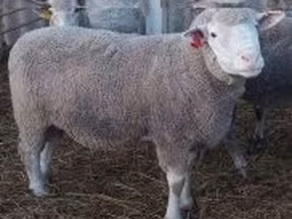 Ram, Ile-de-France sheep — Hungary