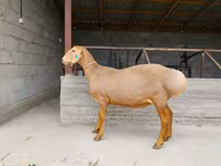 Pecora, Arashan sheep — foto 2