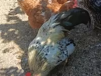 Chickens — լուսանկար 4