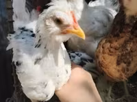 Chickens — photo 4