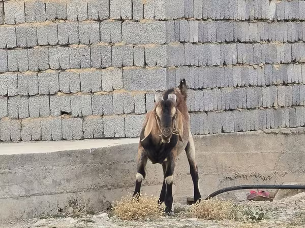Billy Goat, Nubian Goat — Kazakhstan
