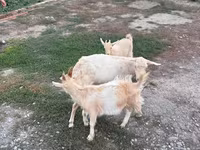 Буз, Saanen goat — акс 4