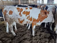 গাভী, Simmental cattle — ছবি 4