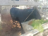 Toro, Bovini — foto 2