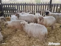 Vædder, Racka sheep — foto 4
