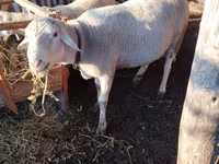 Κριός, Lacaune sheep — φωτογραφία 2