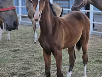 Kůň, Akhal-Teke — foto 2
