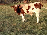 گاو نر, من-انژو — عکس 4