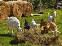 ወንድ ፍየል, Goats — ፎቶ 4