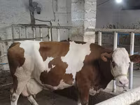 Tjur, Simmental cattle — foto 7