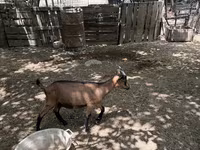 Jarac, Alpine goat — fotografija 5