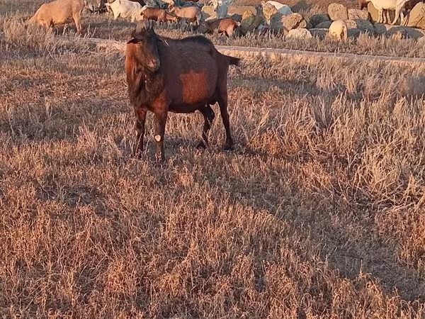 Keçi, Italian Alpine goat