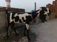 بز ماده, Beetal goats — عکس 1