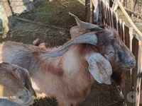 Cabra, Cabras — foto 1