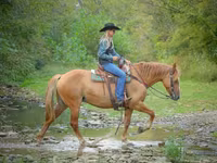 Stute, Quarter Horse — Foto 8