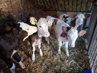 Lembu betina, Simmental cattle — foto 2