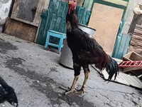 Chickens — foto 2