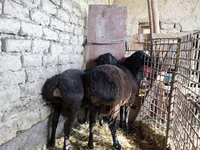 የጎትት አውራ በግ, Sheep — ፎቶ 3