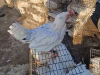 Chickens — تصویر 3