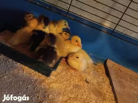 Ducks — foto 1