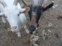 Goat, Goats — photo 3
