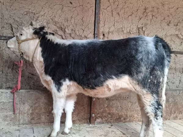 Cow, Cattle