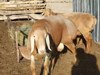 Beran, Arashan sheep — foto 1