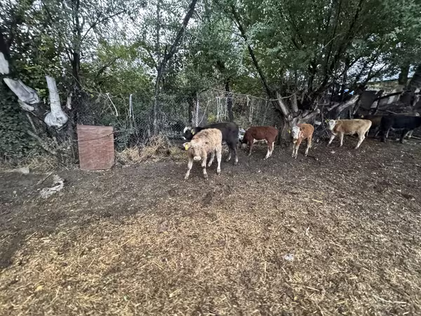 Toro, Swiss cattle