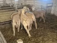 Beran, Merino sheep — foto 2