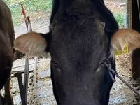 Toro, Bovini — foto 2