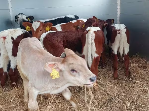 گاو نر, Simmental cattle