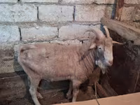 بز ماده, Saanen goat — عکس 3