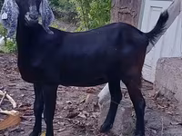 بز ماده, Nubian Goat — عکس 2